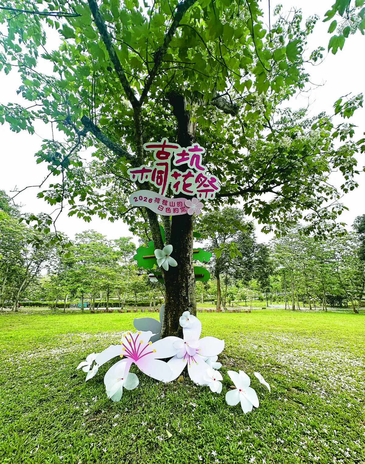 古坑桐花季 18日浪漫登場