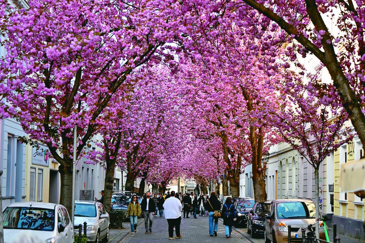 德國波昂 櫻花盛放