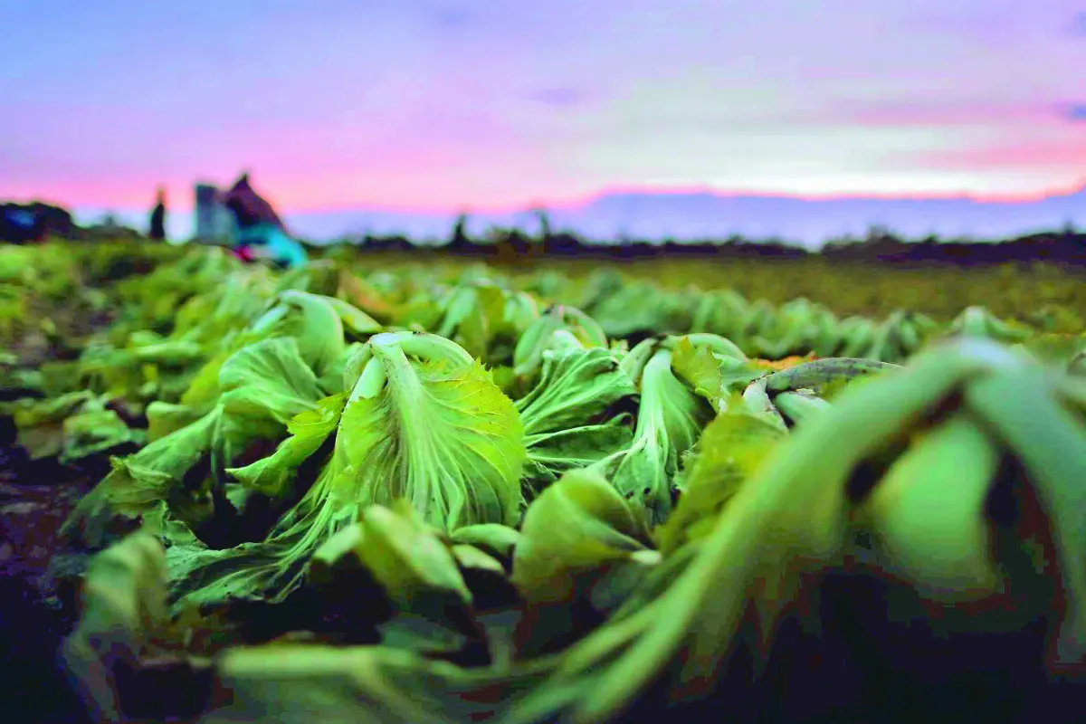 【純植食堂】花蓮慢時間 釀出一口酸香