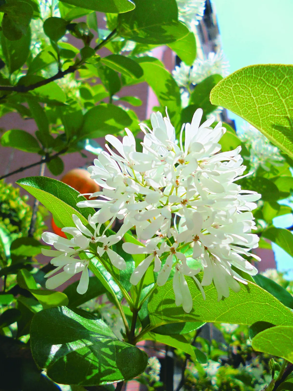 【花葉紀事】遇見流蘇花