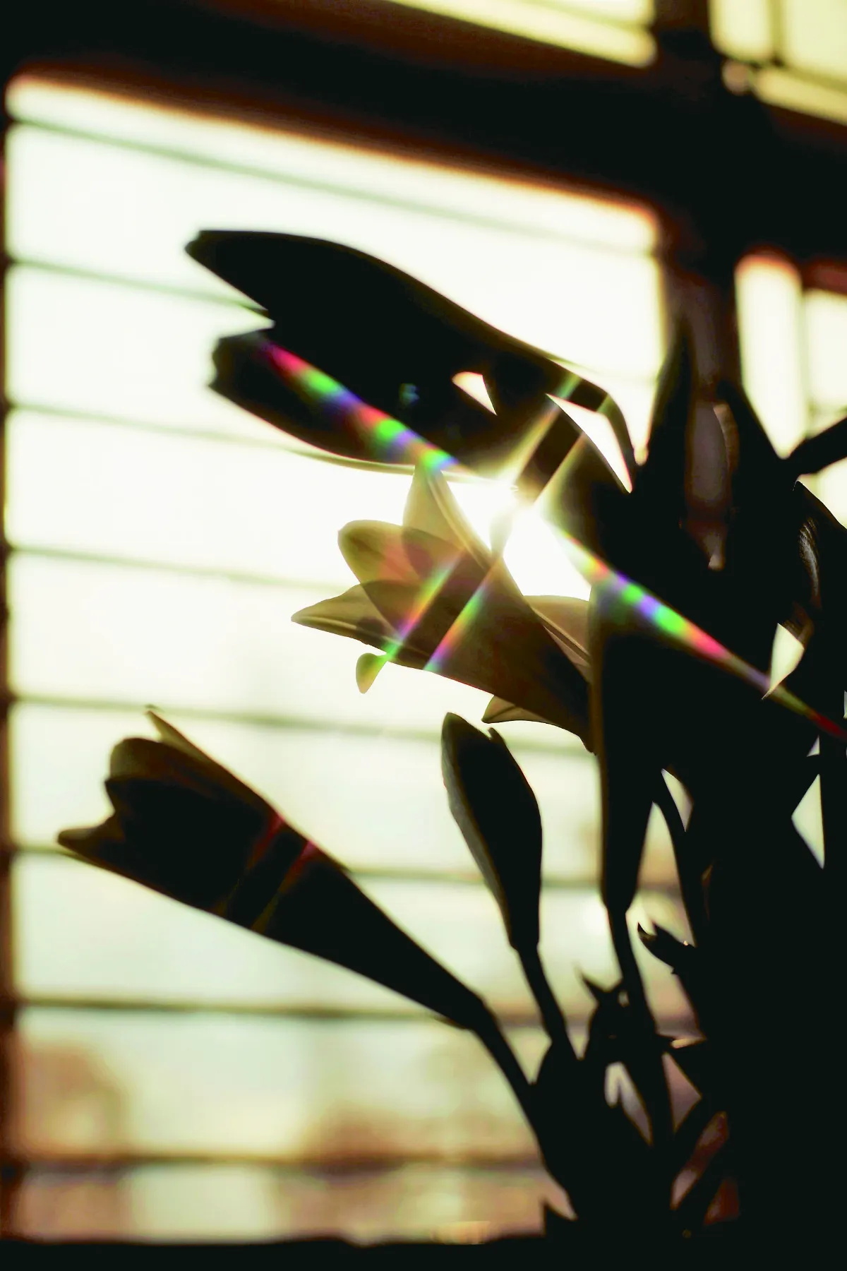 她把日子過得好看