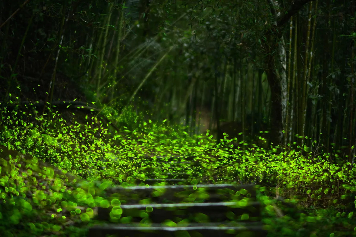 嘉義山區滿山螢光！4至5月螢火蟲最佳觀賞期