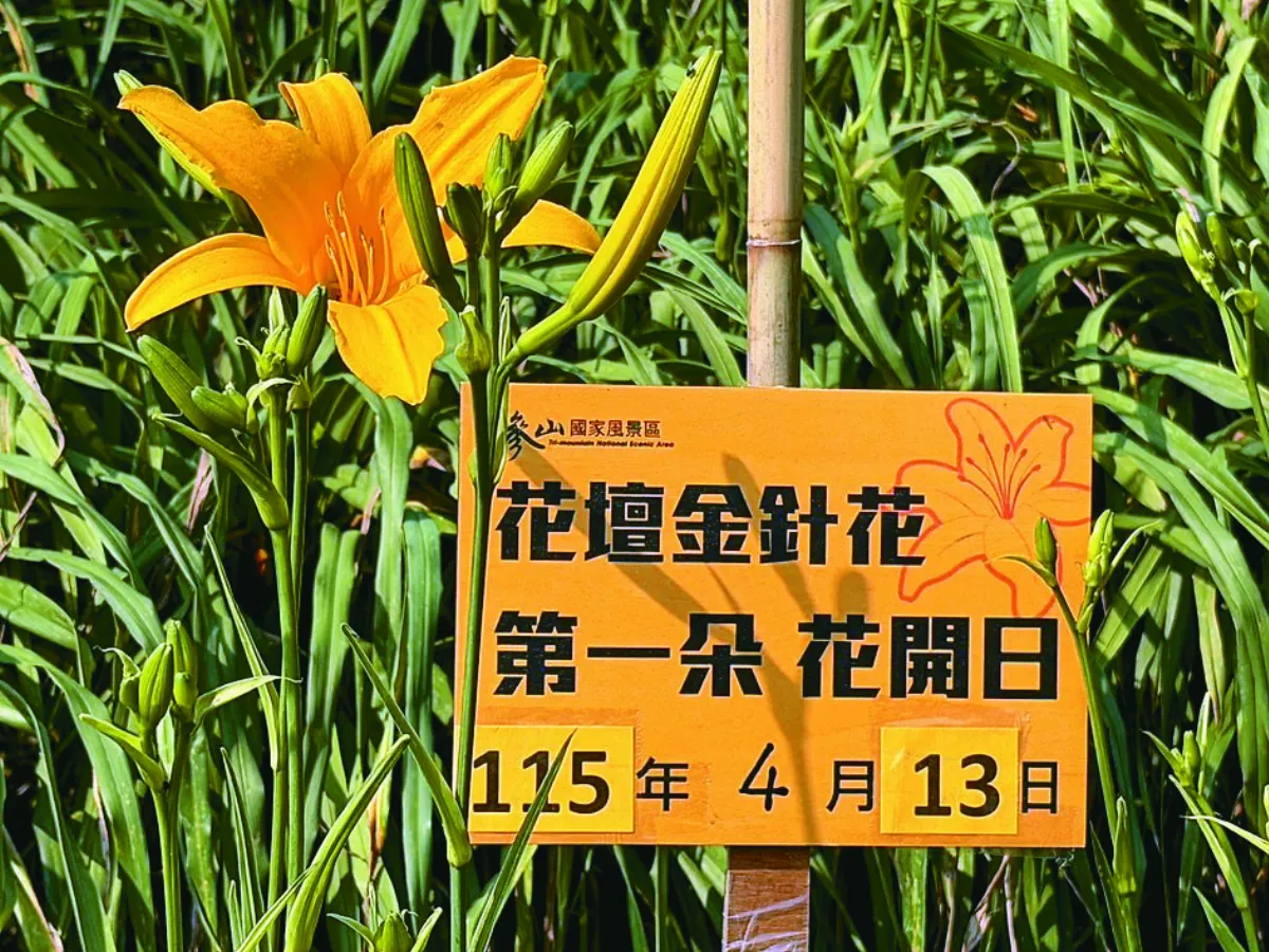 虎山巖金針花 要開了