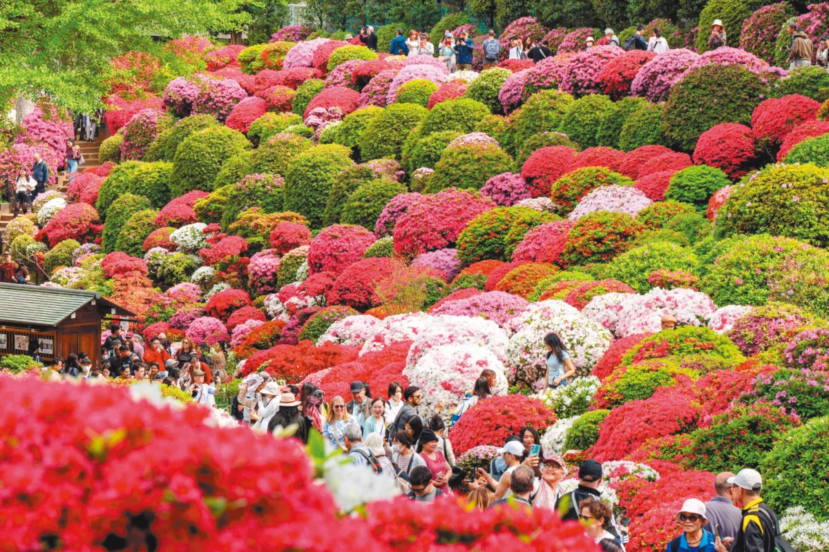 東京神社 杜鵑花海