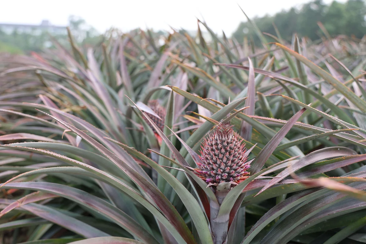 鳳梨資材全循環  產官學研合作展現永續成果