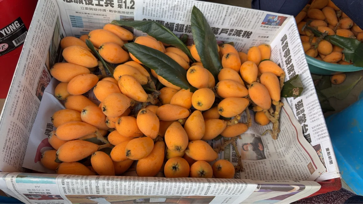 春季枇杷正當季 正確保存鎖風味與營養