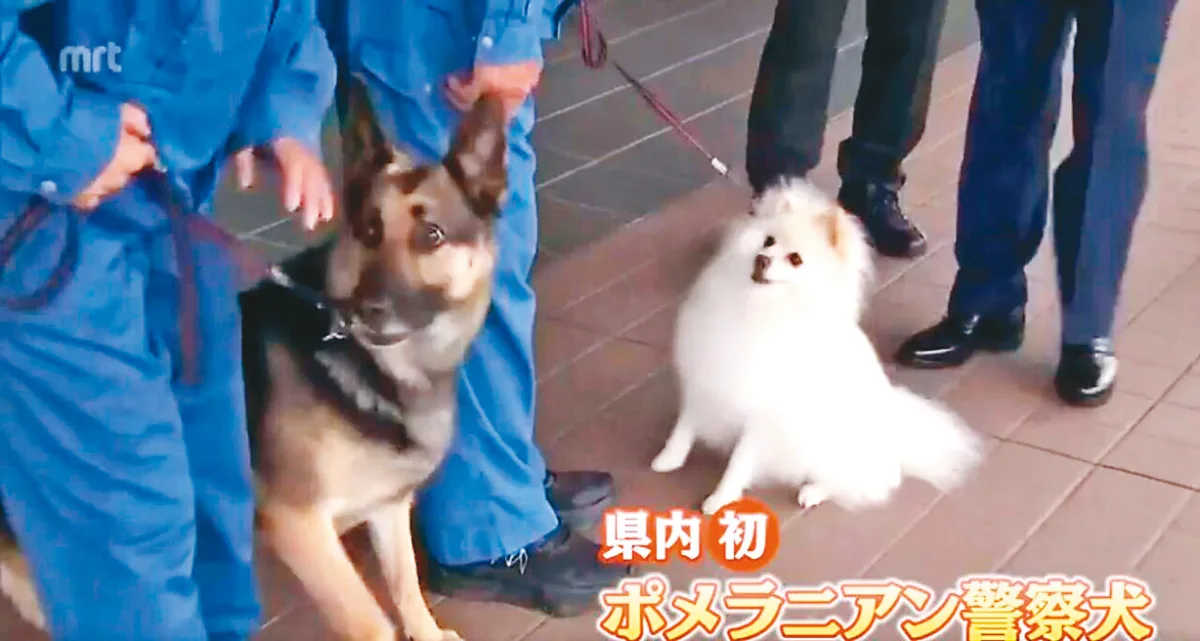 通過考核 博美警犬正式上任