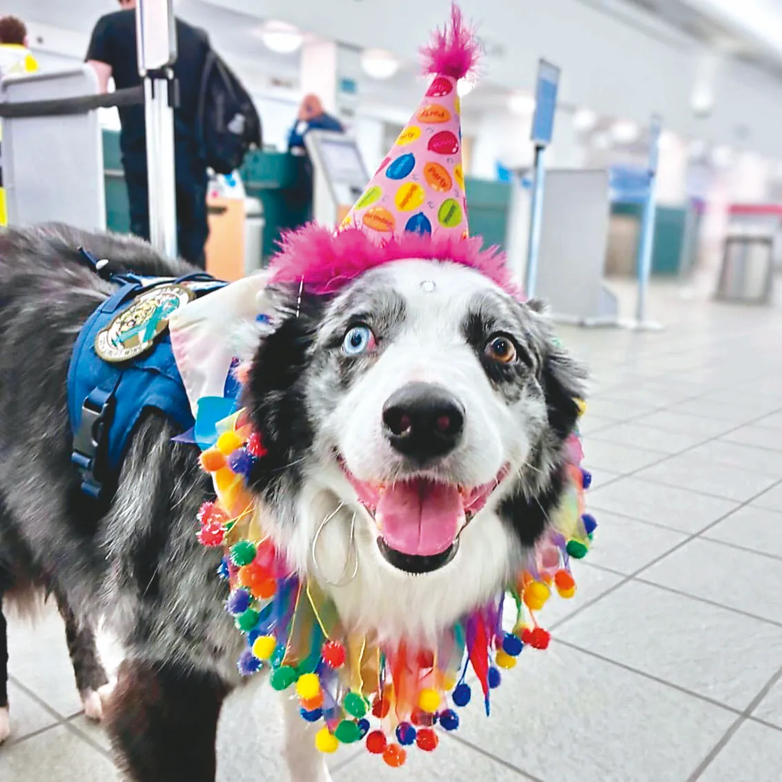 巡邏犬值勤 機場廣播為牠慶生