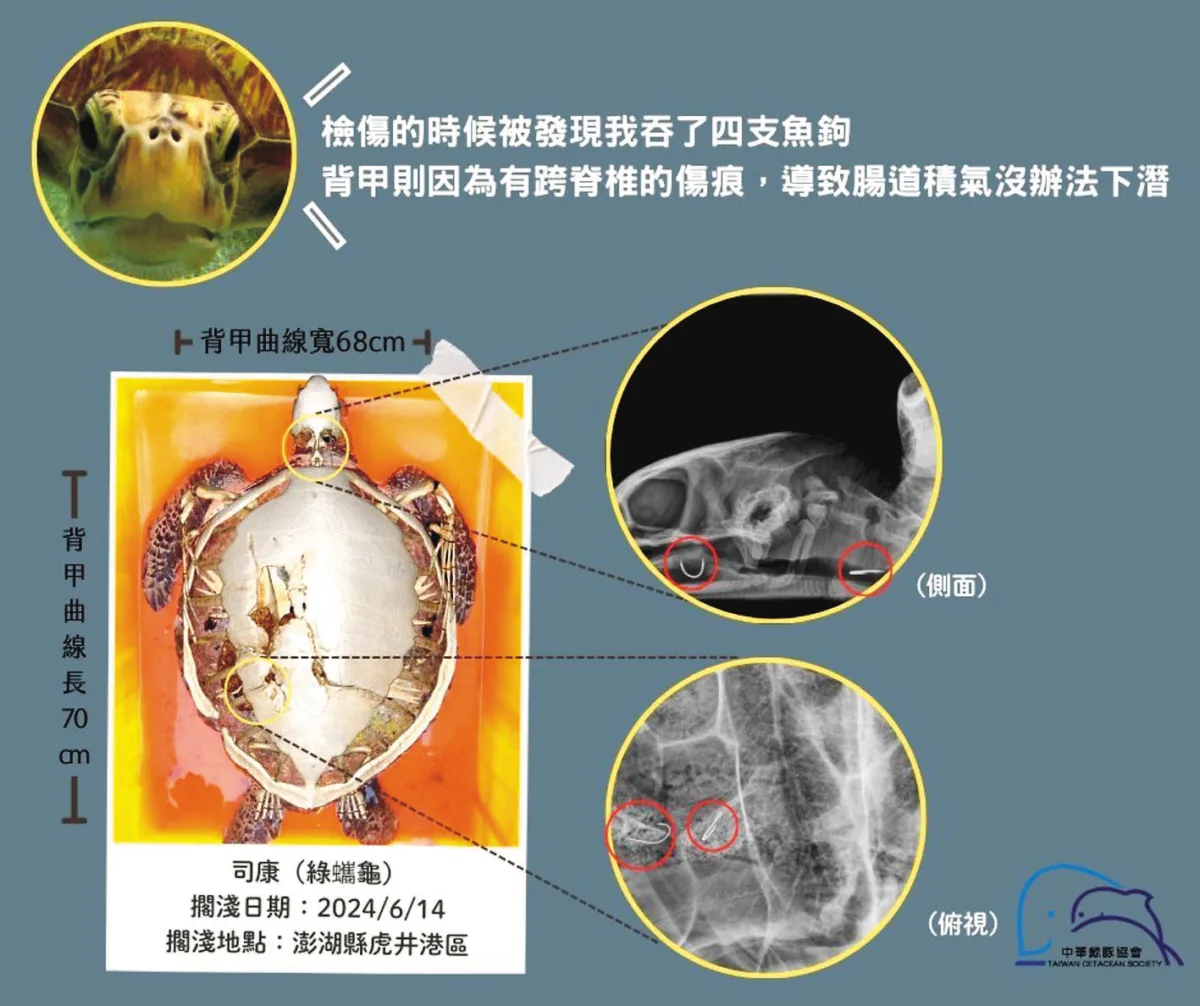 搶命678天 綠蠵龜司康重返大海