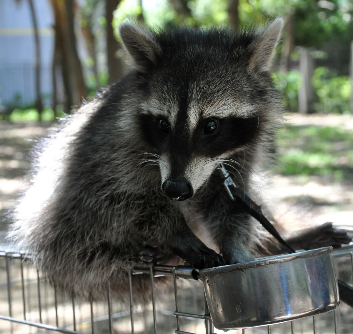這四種動物5月起禁養 既有飼主未登記最高罰25萬元