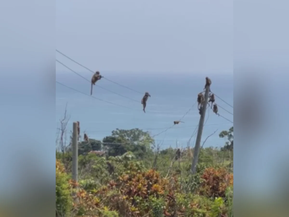 台東罕見景象  猴群攻占東海岸電線桿！