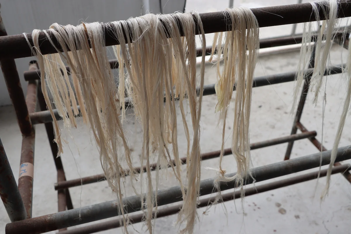 香蕉假莖纖維變資源 可分解材料新選擇