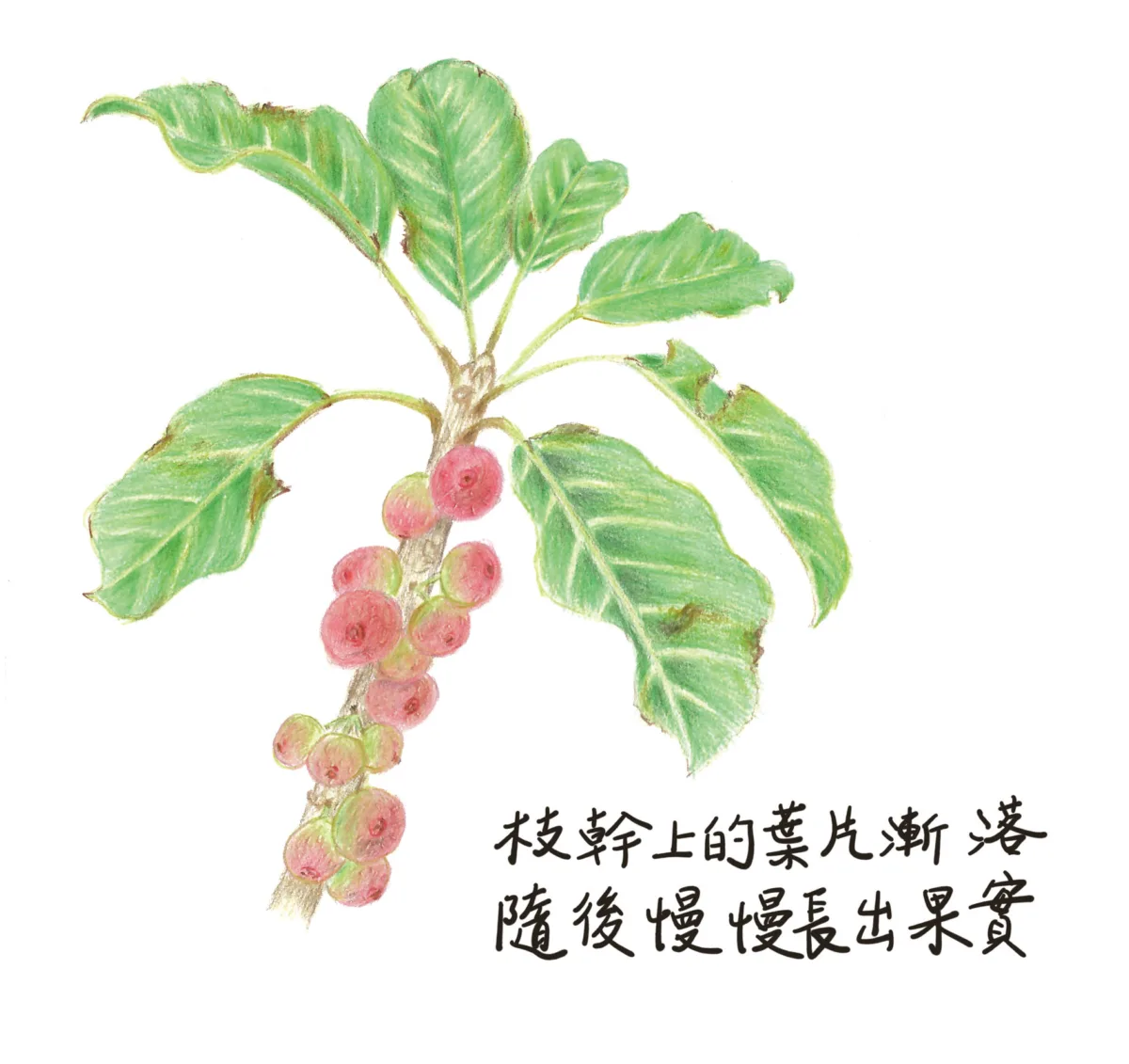 【植感生活】雀榕粉紅果 河濱鳥宴開席