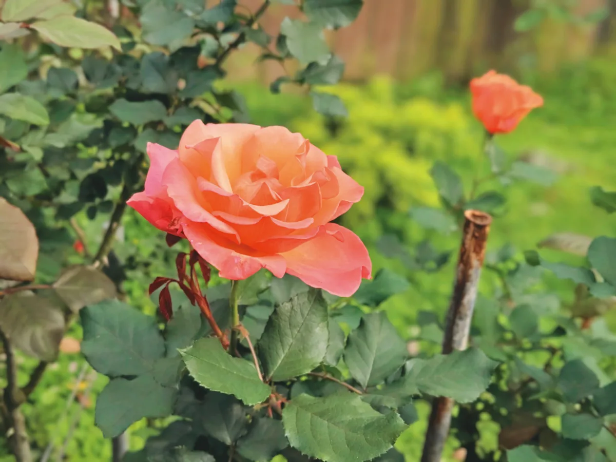 【花草紀事】玫瑰滿園 花名比美