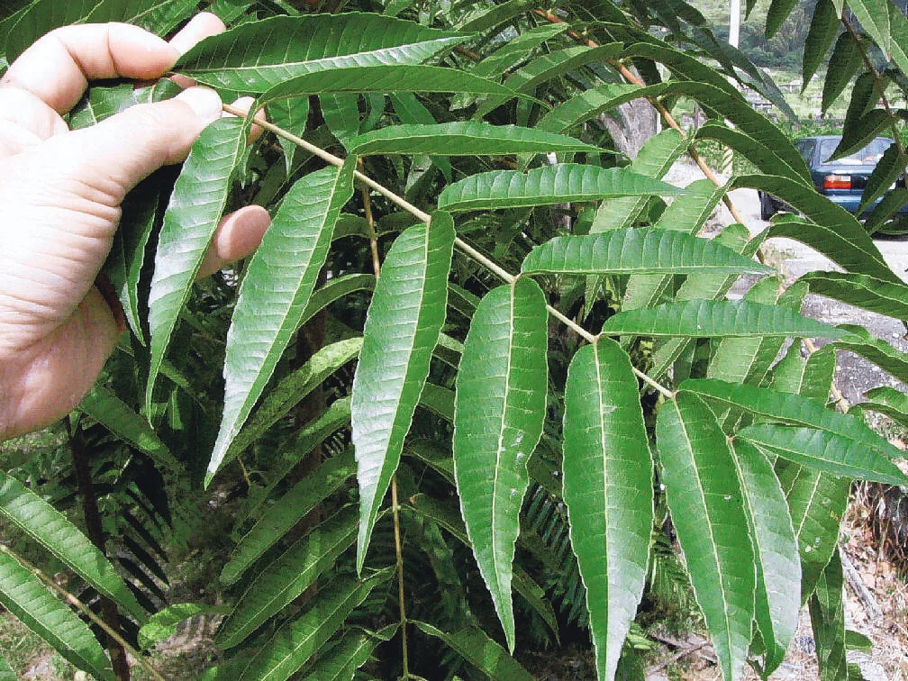 【人間滋味】香椿與鄉愁