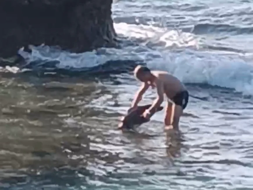 違法觸摸海龜最重罰30萬 陸籍男在小琉球遭海巡送辦 