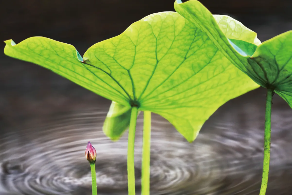 【遇見荷】伴生綠蔭