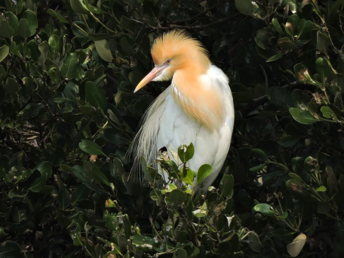 大地回春的浪漫 援中港溼地生態奏響春天情歌