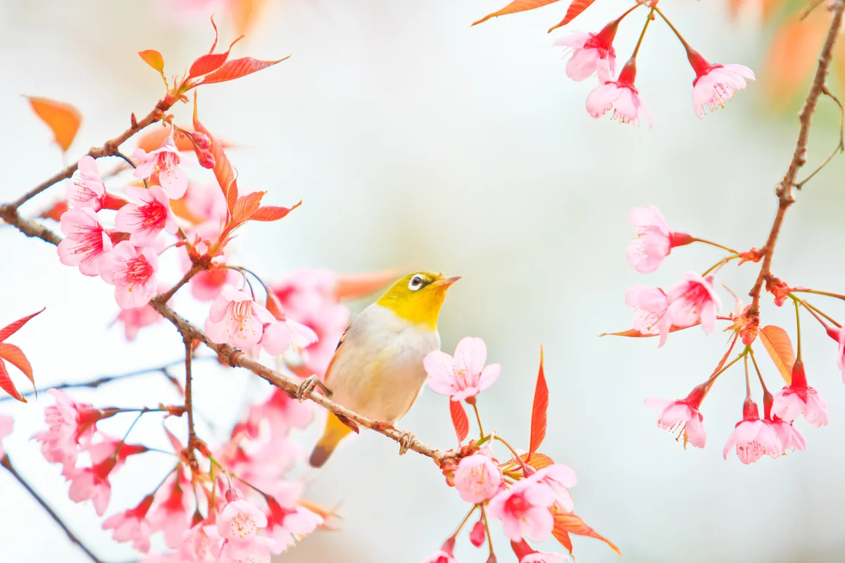 【小小詩人】春天