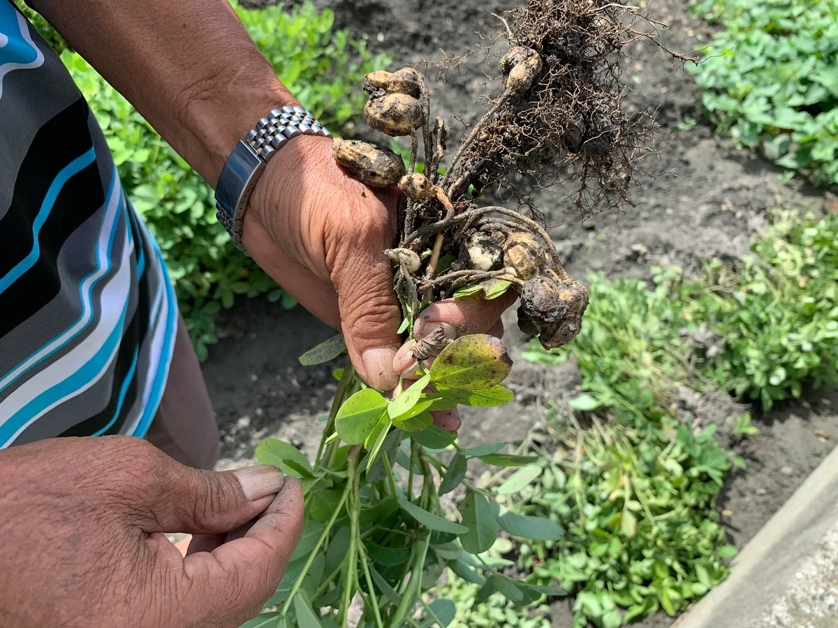 美國花生將零關稅進口 農業部估影響國產2至3成