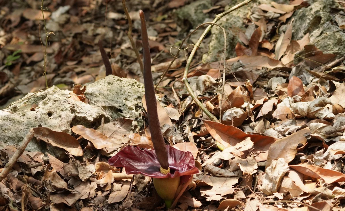 臭味開花也迷人　壽山巡守魔芋啟動保育教育