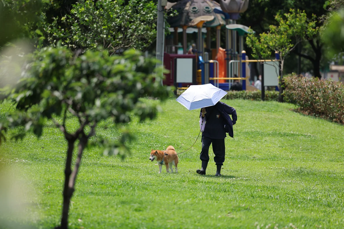 中部以北午後轉雨 正式梅雨還要再等等