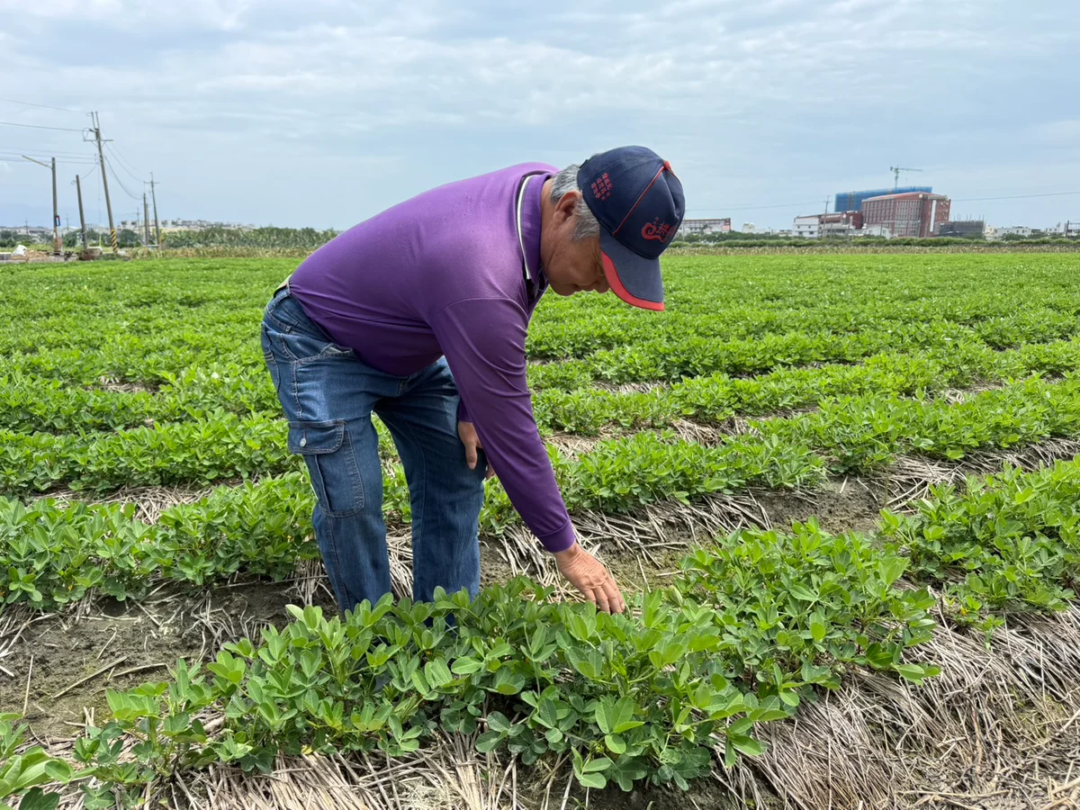 美花生零關稅衝擊 雲林農民憂生計難保