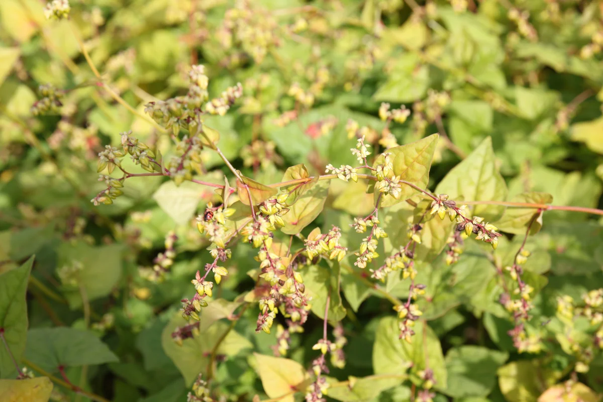 甜蕎苦蕎各具優勢  蕎麥躍升健康飲食新寵