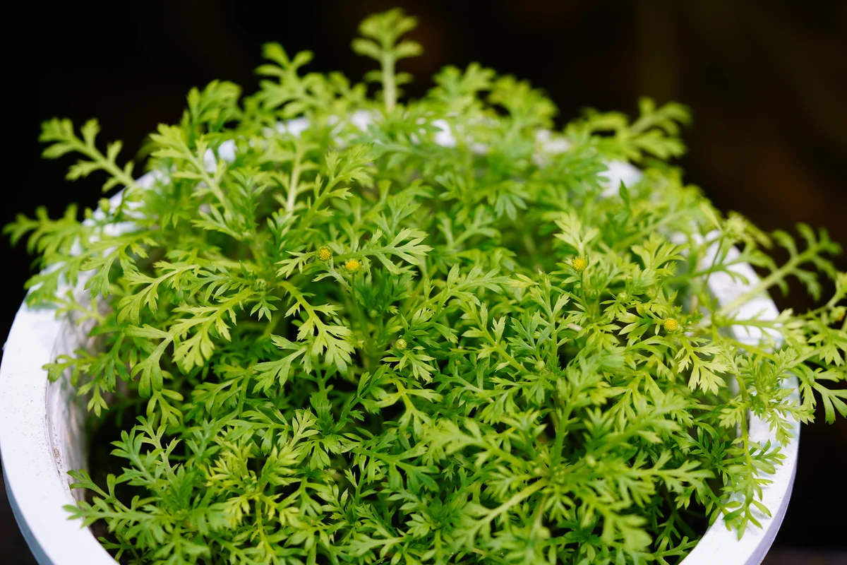宜蘭田埂重現「黃金地毯」 瀕危山芫荽復育逾700株