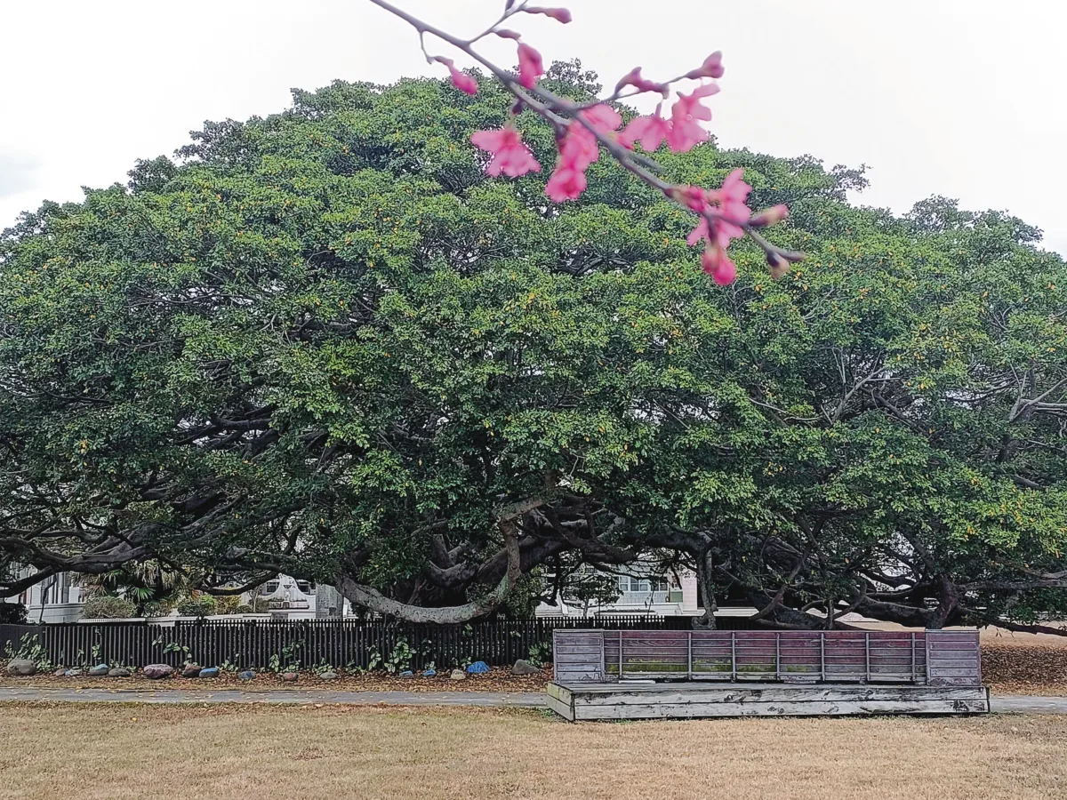 【生活快門】成為別人的樹傘