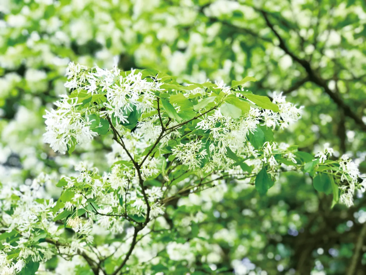 【十步芳草】四月不下雪