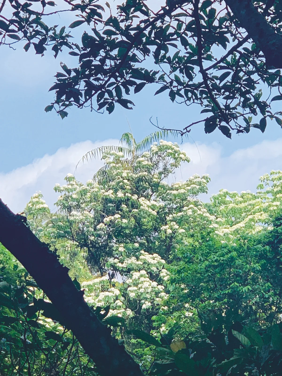 【女子生活學】初夏人間